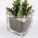 5.3 x 5.5cm Artificial Flower Mini Succulent in Sqare Glass Pot.