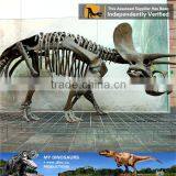 MY Dino-C076 Museum Educational Flexible Skeleton thumbnail-4