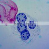 Indonesia Junior School Learning Microscope Prepared Slides