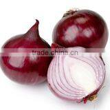 Red onion Exporter In India