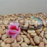 High Quality Yellow Broad Beans / Faba Beans / Fava Beans for Canning Food thumbnail-2