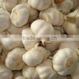 New Garlic Price thumbnail-1