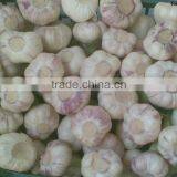 Takings Egyptian Garlic...dry Garlic With Best Quality thumbnail-4