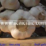 Low Price Quality China Garlic Rates
