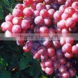 Grape Seed Extract thumbnail-2