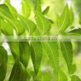 Neem Oil Pure thumbnail-2