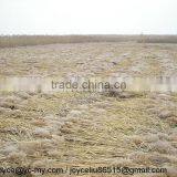 2016 New Harvester Type for Reed Harvester thumbnail-3