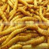 Freeze Dried Mealworms/Freeze Dried Tenebrio Molitors for Pets thumbnail-5