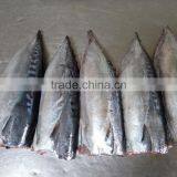 Frozen Bonito HGT thumbnail-2