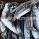 Seafood WR Frozen Mackerel Fish thumbnail-1