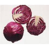 Purple Cabbage thumbnail-3