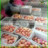 Strong Lidded Wicker Bicycle Basket for Dogs thumbnail-2