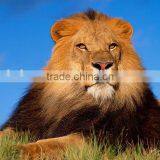 3D Lion Pictures Printing