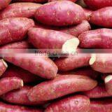 HIGH QUALITY JAPAN SWEET POTATO thumbnail-3