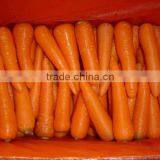 Chinese Fresh Carrot thumbnail-1