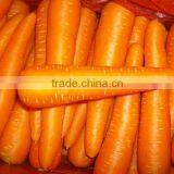 Chines Bulk Fresh Carrots Fresh Carrot Price thumbnail-1