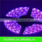 Chines Factory Supply DC12V 30LEDS/M LED Strip Light Led UV Strip.led Flexible Light SMD5050