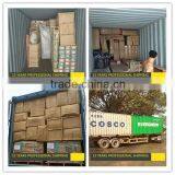 International Freight Forwarder From China to SEMARANG Indonesia thumbnail-5