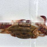 New Frozen Whole Blue Swimming Crab Wholesale Frozen Crab