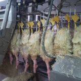 Duck Abattoir Machine thumbnail-2