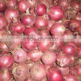 Fresh Onion Supplier Manufacturer thumbnail-2