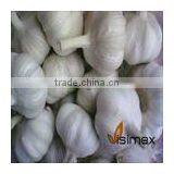 FRESH GARLIC thumbnail-1