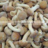 Grade A Chinese Nameko Mushroom Spawn for Sale thumbnail-5