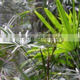 Natural Plant Rhapis Gracilis thumbnail-2