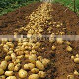 Wholesale Fresh Vegetables Potato