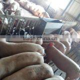 SST Double Side Feeder thumbnail-3