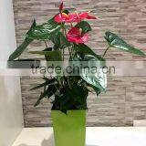 Made in China Round Baking Finish Self-watering Planters thumbnail-4