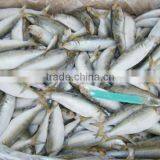 Canned Salmon Price Sardine thumbnail-2