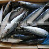 Frozen Pacific Mackerel Fish Suppliers thumbnail-1