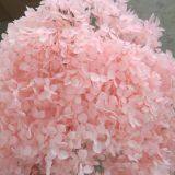 Starry Preserved Hydrangea Heads for Floral Arrangements