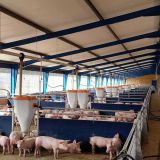 Hot galvanizing steel pig house and livestock sheds for sale