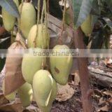 Malaysia Vietnam Sri Lanka Kraft Paper Mango Protection Bag thumbnail-6