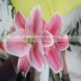 Kunming Qingyi Fresh Cut Flowers Multicolor Oriental Hybrid Lily Blooming Lily thumbnail-1
