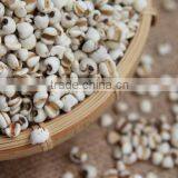 Coix Seed thumbnail-1