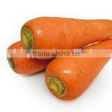 New Fresh Red Carrots Carrots From China Fresh Carrot thumbnail-4