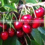 Bagged China Fresh Cherries High Quality thumbnail-1