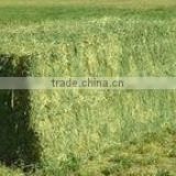 Animal feeding hay , grass hay bale, dry hay, hay for animal , cattle feed hay , hay grass