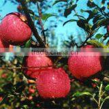 Apple Type and Pome Fruit Products Type Fresh Red Qinguan Apple thumbnail-1