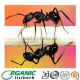 Pure natural Men`s health black polyrachis ant extract powder
