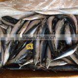 Frozen Fish Pacific Mackerel Scomber Japonicus Chinasuppliers thumbnail-1