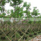 Cassia Fistula Outdoor Tropical Trees