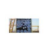 ASTM A519 Seamless Tubes Pipes