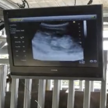 Animal Ultrasonic Detection Sets for Cow, Horse, Pets Etc. Palm Scanner thumbnail-2