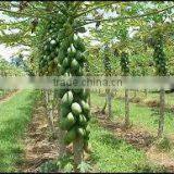 Suvimie Papaya thumbnail-2