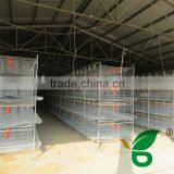 H Type Automatic Layer Poultry Cages for Nigeria thumbnail-1