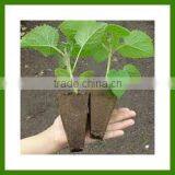Fast Growing Tree Seeds-Paulownia Elongata Seed/Paulownia Tomentosa Seeds/Paulownia Seed For Planting